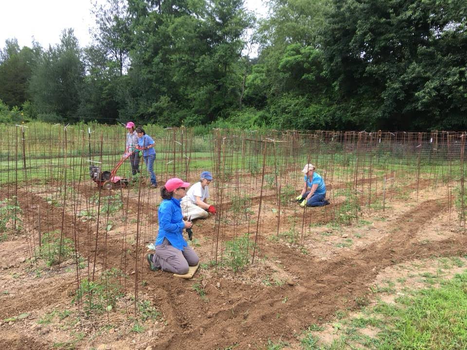 Feed Fannin volunteers in the Ada Street garden, tilling and prepping tomatoes.